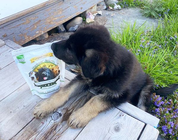 German Shepard puppy vermont pure cbd dog treat biscuit