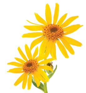 Arnica flower