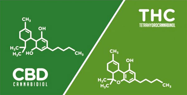 cbd and thc molecules