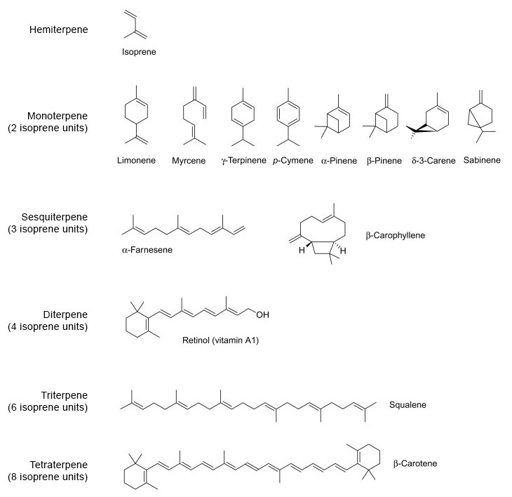 terpene types