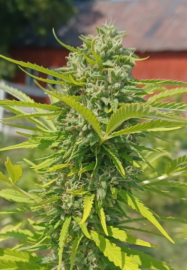Chemberry plant in field