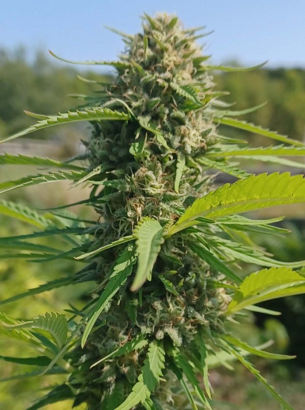 CBD Hemp Flower - Sour Brulee - 16.09% CBD - Image 2