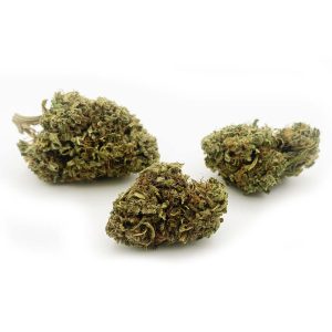 Sour Brulee flower