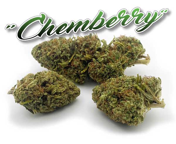 Chemberry flower