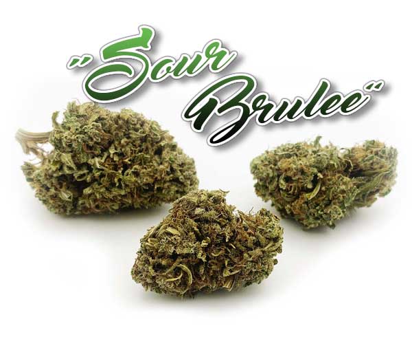 Sour Brulee flower