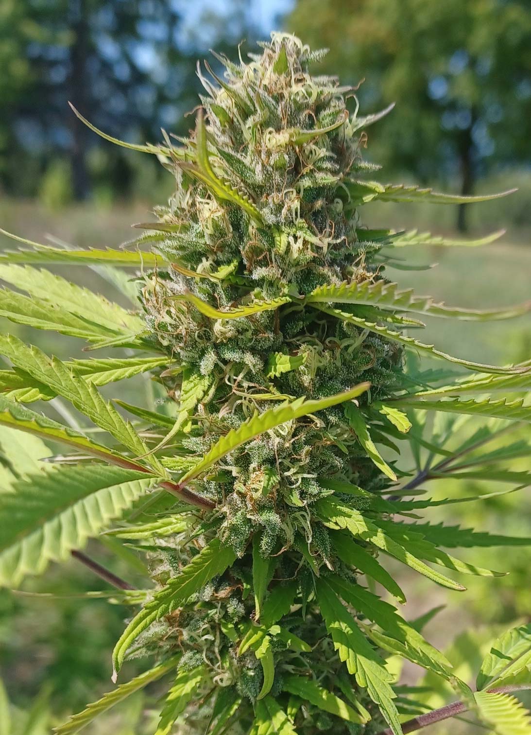 CBD Hemp Flower - Sour Chem - 16.28% - Image 2