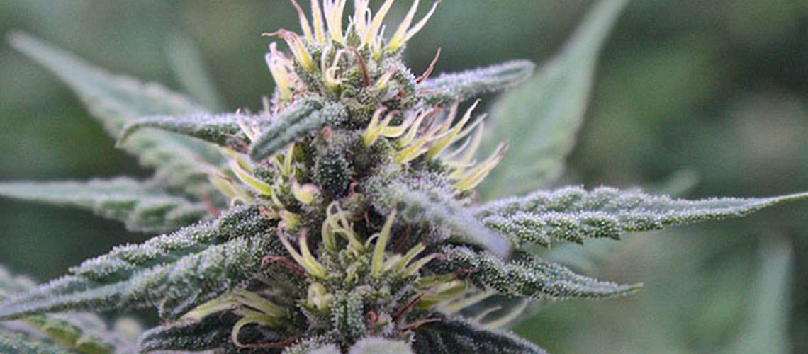 shamansdance Top Image: Cannabis sativa 'Shaman's Dance' - mid-season light deprivation run